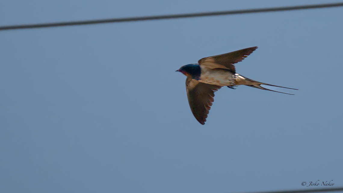 Barn swallow - Hirundo rustica Селска лястовица Animalia,Aves,Barn Swallow,Barn swallow,Central Macedonia,Chalkidiki,Chordata,Europe,Geotagged,Greece,Hirundinidae,Hirundo rustica,Passeriformes,Passerine,Summer,Wildlife,Селска лястовица