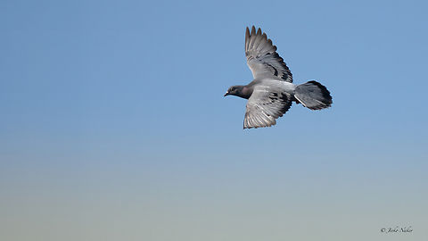 Columba livia - Rock dove Скален гълъб Animalia,Aves,Central Macedonia,Chalkidiki,Chordata,Columba livia,Columbidae,Columbiformes,Europe,Geotagged,Greece,Rock dove,Summer,Wildlife,Скален гълъб