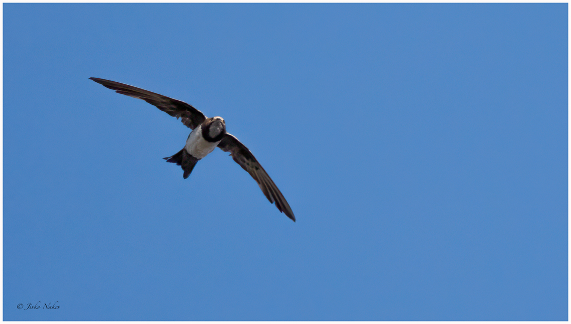 Alpine swift - Apus melba Алпийски бързолет Alpine swift,Animalia,Apodidae,Apodiformes,Apus melba,Aves,Bulgaria,Chordata,Europe,Sofia,Tachymarptis melba,Wildlife