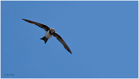 Alpine swift - Apus melba Алпийски бързолет Alpine swift,Animalia,Apodidae,Apodiformes,Apus melba,Aves,Bulgaria,Chordata,Europe,Sofia,Tachymarptis melba,Wildlife