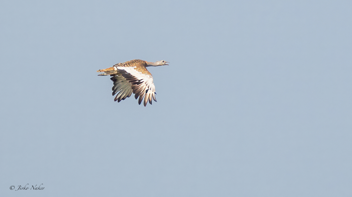 Great Bustard - Otis tarda Обикновена дропла Animalia,Aves,Chordata,Europe,Geotagged,Great Bustard,Great bustard,Hungary,Kiskunsag National Park,Otididae,Otidiformes,Otis tarda,Summer,Wildlife