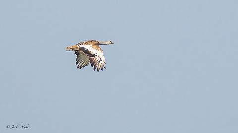 Great Bustard - Otis tarda Обикновена дропла Animalia,Aves,Chordata,Europe,Geotagged,Great Bustard,Great bustard,Hungary,Kiskunsag National Park,Otididae,Otidiformes,Otis tarda,Summer,Wildlife