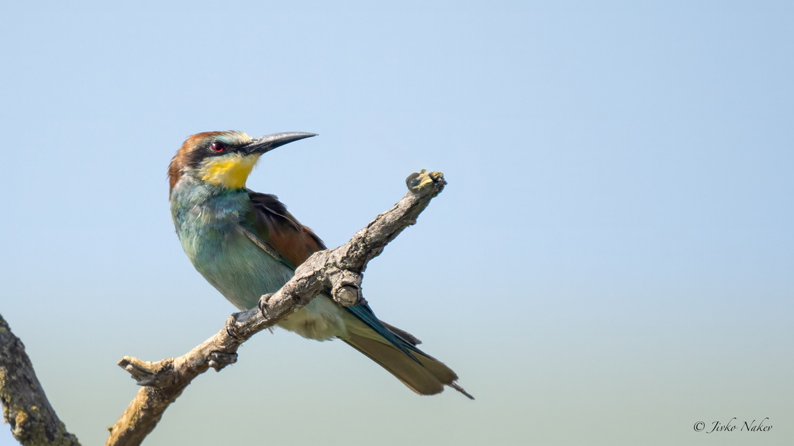 European bee-eater - Merops apiaster  Animalia,Aves,Chordata,Coraciiformes,Europe,European bee-eater,Geotagged,Hungary,Kiskunsag National Park,Meropidae,Merops apiaster,Summer,Wildlife