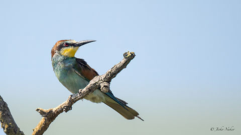 European bee-eater - Merops apiaster  Animalia,Aves,Chordata,Coraciiformes,Europe,European bee-eater,Geotagged,Hungary,Kiskunsag National Park,Meropidae,Merops apiaster,Summer,Wildlife