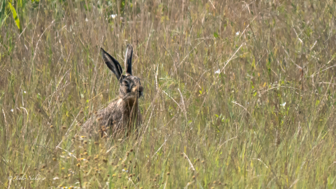 European hare - Lepus europaeus  Animalia,Chordata,European hare,Geotagged,Hungary,Lagomorpha,Leporidae,Lepus europaeus,Mammalia,Summer,Wildlife