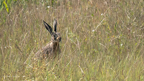 European hare - Lepus europaeus  Animalia,Chordata,European hare,Geotagged,Hungary,Lagomorpha,Leporidae,Lepus europaeus,Mammalia,Summer,Wildlife