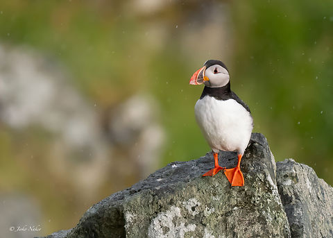 Atlantic Puffin - Fratercula arctica Тъпоклюна кайра Alcidae,Animalia,Atlantic Puffin,Aves,Charadriiformes,Chordata,Europe,Fratercula arctica,Geotagged,Norway,Runde island,Spring,Wildlife,Тъпоклюна кайра
