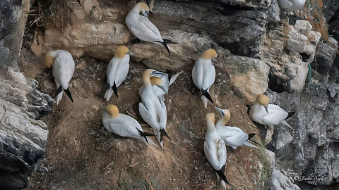 Northern Gannet - Morus bassanus Бял рибояд Animalia,Aves,Chordata,Europe,Geotagged,Morus bassanus,Northern Gannet,Norway,Runde island,Seabird,Spring,Sulidae,Suliformes,Wildlife,Бял рибояд