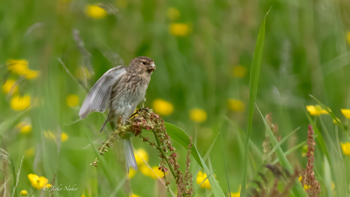 Twite - Linaria flavirostris Жълтоклюно коприварче Animalia,Aves,Chordata,Finch,Fringillidae,Geotagged,Linaria flavirostris,Norway,Passeriformes,Passerine,Spring,Twite,Wildlife,Жълтоклюно коприварче