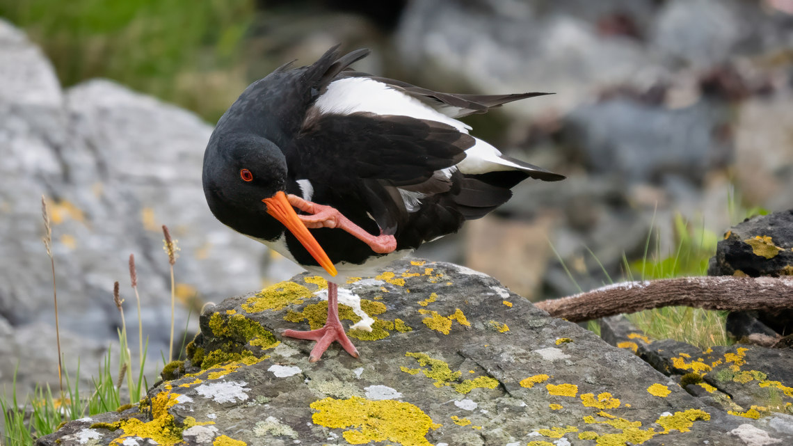 Eurasian oystercatcher - Haematopus ostralegus Стридояд Animalia,Aves,Charadriiformes,Chordata,Eurasian oyster catcher,Eurasian oystercatcher,Europe,Geotagged,Haematopodidae,Haematopus ostralegus,Norway,Runde island,Spring,Wildlife,Стридояд