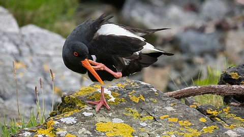 Eurasian oystercatcher - Haematopus ostralegus Стридояд Animalia,Aves,Charadriiformes,Chordata,Eurasian oyster catcher,Eurasian oystercatcher,Europe,Geotagged,Haematopodidae,Haematopus ostralegus,Norway,Runde island,Spring,Wildlife,Стридояд