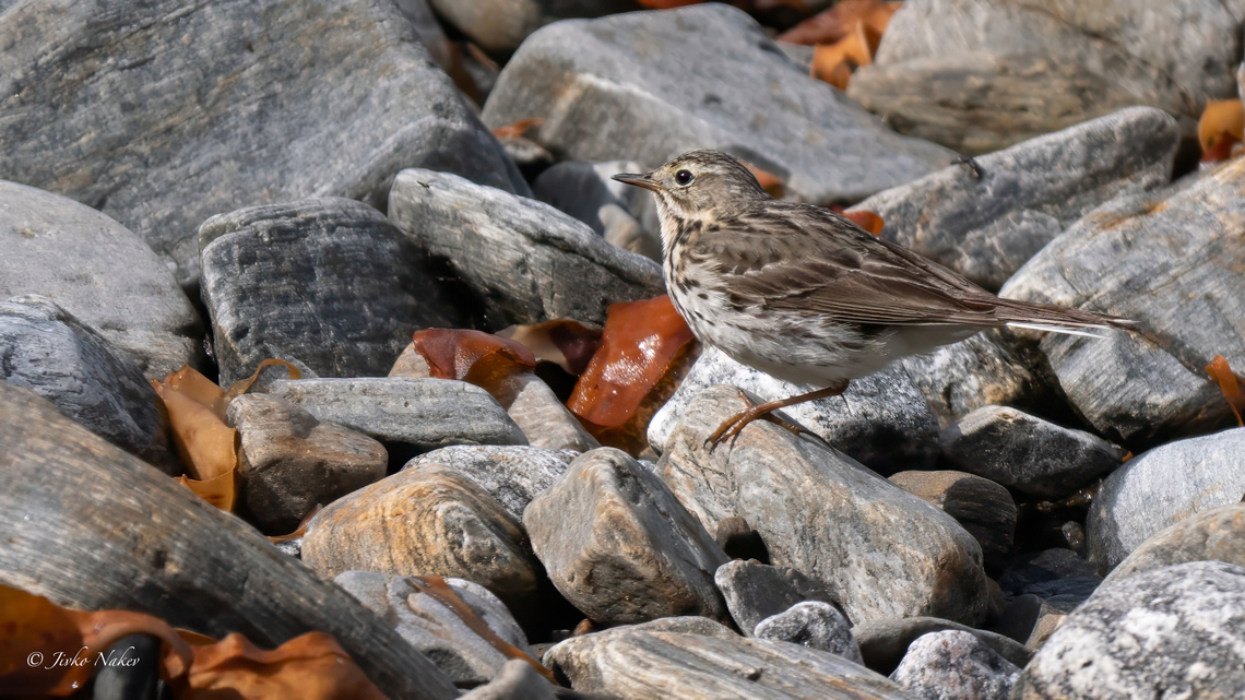 Rock pipit - Anthus petrosus littoralis Скална бъбрица Animalia,Anthus petrosus,Anthus petrosus littoralis,Aves,Chordata,Eurasian rock pipit,Europe,Geotagged,Motacillidae,Norway,Passeriformes,Passerine,Rock pipit,Runde island,Spring,Wildlife,Скална бъбрица