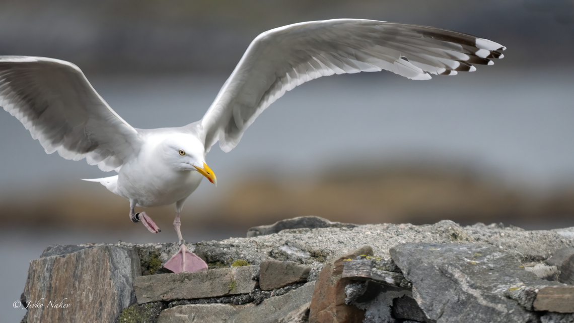 Herring gull - Larus argentatus argentatus Сребриста чайка Animalia,Aves,Charadriiformes,Chordata,Europe,European herring gull,Geotagged,Herring gull,Laridae,Larus argentatus,Larus argentatus argentatus,Norway,Runde island,Spring,Wildlife,Сребриста чайка