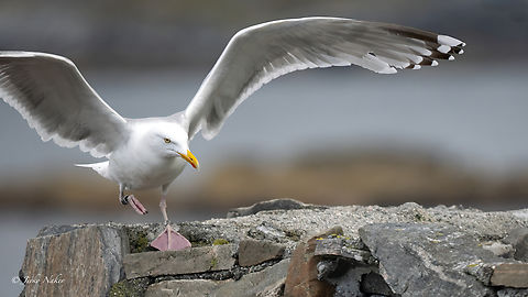 Herring gull - Larus argentatus argentatus Сребриста чайка Animalia,Aves,Charadriiformes,Chordata,Europe,European herring gull,Geotagged,Herring gull,Laridae,Larus argentatus,Larus argentatus argentatus,Norway,Runde island,Spring,Wildlife,Сребриста чайка