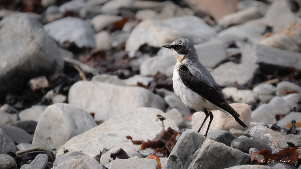 Northern wheatear - Oenanthe oenanthe Сиво каменарче Animalia,Aves,Chordata,Europe,Geotagged,Muscicapidae,Northern wheatear,Norway,Oenanthe oenanthe,Passeriformes,Passerine,Runde island,Spring,Wildlife,Сиво каменарче