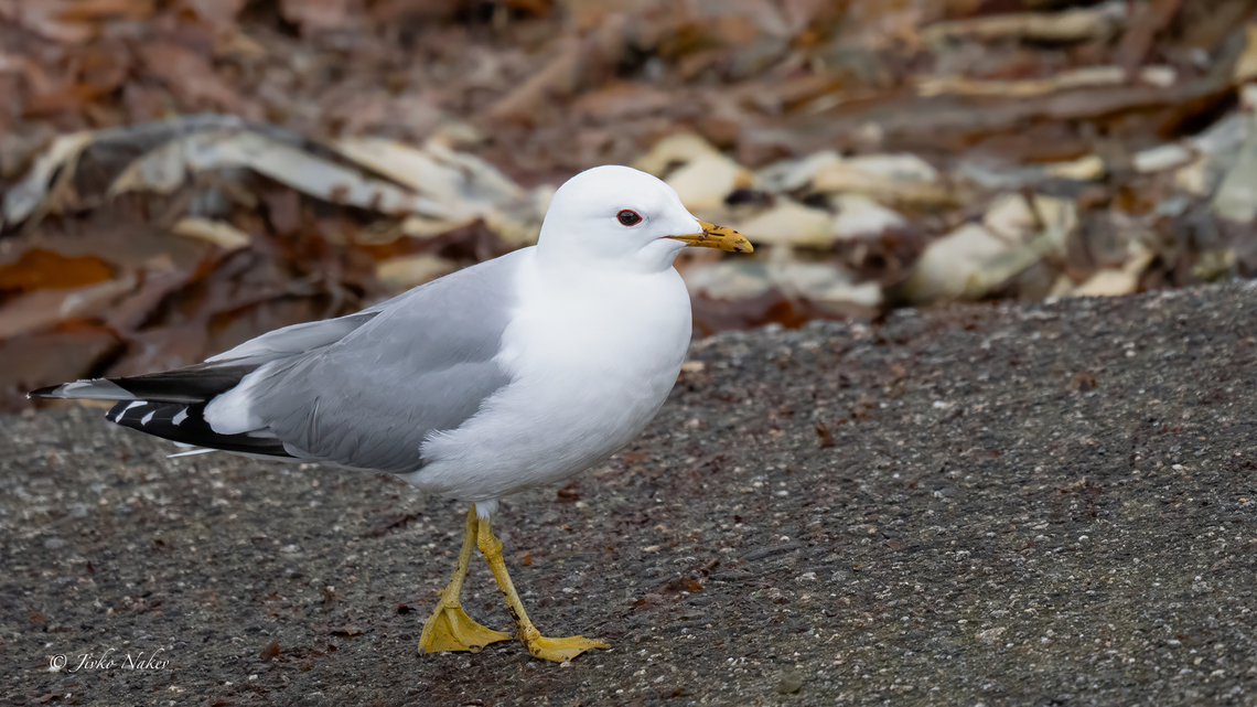 Common gull - Larus canus canus Чайка буревестница<br />
<figure class="photo"><a href="https://www.jungledragon.com/image/163396/common_gull_chick_-_larus_canus_canus.html" title="Common gull chick - Larus canus canus"><img src="https://s3.amazonaws.com/media.jungledragon.com/images/1332/163396_thumb.jpg?AWSAccessKeyId=05GMT0V3GWVNE7GGM1R2&Expires=1769040010&Signature=1rLscaZUy0sjmnX%2Fb%2Bh0NnfUoJE%3D" width="200" height="114" alt="Common gull chick - Larus canus canus Чайка буревестница<br />
https://www.jungledragon.com/image/163395/common_gull_-_larus_canus_canus.html Animalia,Aves,Charadriiformes,Chordata,Common gull,Europe,Geotagged,Laridae,Larus canus,Larus canus canus,Mew Gull,Norway,Runde island,Spring,Wildlife,Чайка буревестница" /></a></figure> Animalia,Aves,Charadriiformes,Chordata,Common gull,Europe,Geotagged,Laridae,Larus canus,Larus canus canus,Mew Gull,Norway,Runde island,Spring,Wildlife,Чайка буревестница