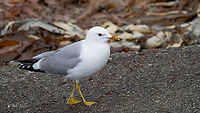 Common gull - Larus canus canus Чайка буревестница<br />
https://www.jungledragon.com/image/163396/common_gull_chick_-_larus_canus_canus.html Animalia,Aves,Charadriiformes,Chordata,Common gull,Europe,Geotagged,Laridae,Larus canus,Larus canus canus,Mew Gull,Norway,Runde island,Spring,Wildlife,Чайка буревестница
