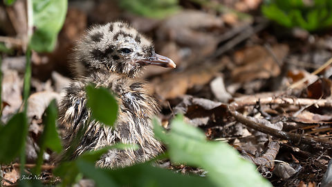 Common gull chick - Larus canus canus Чайка буревестница
https://www.jungledragon.com/image/163395/common_gull_-_larus_canus_canus.html Animalia,Aves,Charadriiformes,Chordata,Common gull,Europe,Geotagged,Laridae,Larus canus,Larus canus canus,Mew Gull,Norway,Runde island,Spring,Wildlife,Чайка буревестница