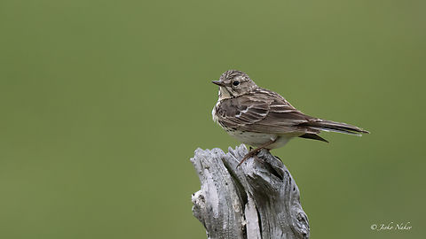 Meadow pipit - Anthus pratensis Ливадна бъбрица Animalia,Anthus pratensis,Aves,Chordata,Europe,Geotagged,Meadow pipit,Motacillidae,Norway,Passeriformes,Passerine,Runde island,Spring,Wildlife,Ливадна бъбрица