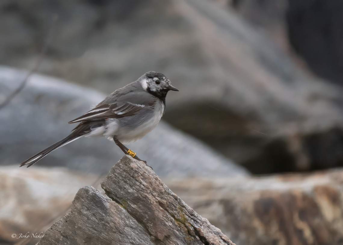 White wagtail - Motacilla alba  Animalia,Aves,Chordata,Europe,Geotagged,Motacilla alba,Motacillidae,Norway,Passeriformes,Passerine,Runde island,Spring,White Wagtail,White wagtail,Wildlife