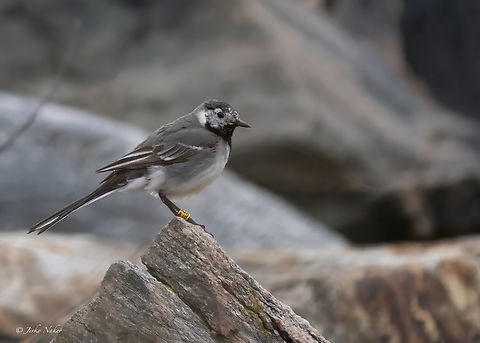 White wagtail - Motacilla alba  Animalia,Aves,Chordata,Europe,Geotagged,Motacilla alba,Motacillidae,Norway,Passeriformes,Passerine,Runde island,Spring,White Wagtail,White wagtail,Wildlife