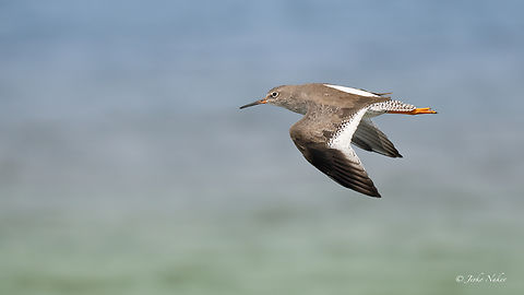 Common redshank - Tringa totanus Малък червеноног водобегач Animalia,Aves,Central Macedonia,Charadriiformes,Chordata,Common redshank,Europe,Gallikos river estuaries,Geotagged,Greece,Kalochori lagoon,Scolopacidae,Shorebird,Summer,Tringa totanus,Wader,Wildlife