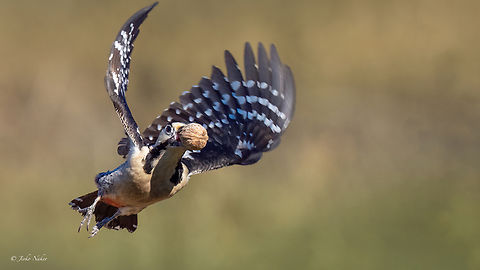 Nut thief Syrian woodpecker - Dendrocopos syriacus Animalia,Aves,Bulgaria,Chordata,Dendrocopos syriacus,Dimitrovgrad,Europe,Geotagged,Picidae,Piciformes,Syrian Woodpecker,Syrian woodpecker,Wildlife,Winter,Zlato pole protected area