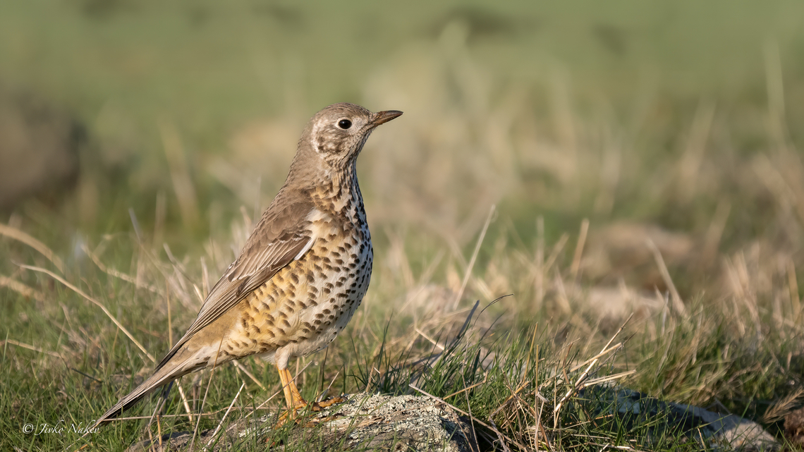 Mistle Trush - Turdus viscivorus  Animalia,Aves,Bulgaria,Chordata,Geotagged,Mistle Thrush,Mistle trush,Passeriformes,Passerine,Turdidae,Turdus viscivorus,Wildlife,Winter