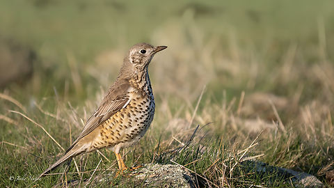 Mistle Trush - Turdus viscivorus  Animalia,Aves,Bulgaria,Chordata,Geotagged,Mistle Thrush,Mistle trush,Passeriformes,Passerine,Turdidae,Turdus viscivorus,Wildlife,Winter