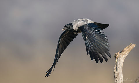 Hooded Crow
