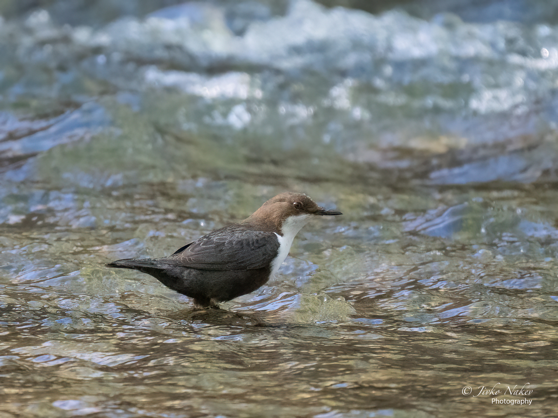 White-throated dipper - Cinclus cinclus  Animalia,Aves,Bulgaria,Chordata,Cinclidae,Cinclus cinclus,Europe,Geotagged,Passeriformes,Passerine,Sofia,South park,Spring,White-throated dipper,Wildlife