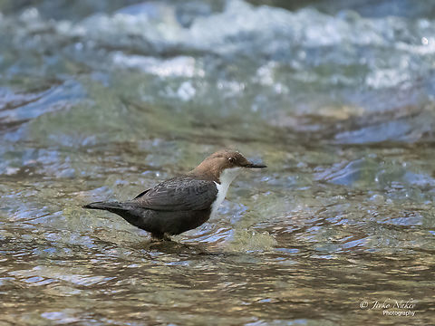 White-throated dipper - Cinclus cinclus Animalia,Aves,Bulgaria,Chordata,Cinclidae,Cinclus cinclus,Europe,Geotagged,Passeriformes,Passerine,Sofia,South park,Spring,White-throated dipper,Wildlife