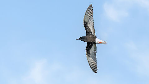 White-winged tern - Chlidonias leucopterus  Animalia,Aves,Bulgaria,Charadriiformes,Chlidonias leucopterus,Chordata,Europe,Geotagged,JN Ph - uploaded,Laridae,Mramor reservoir,Sofia,Spring,White-winged tern,Wildlife,ZVero