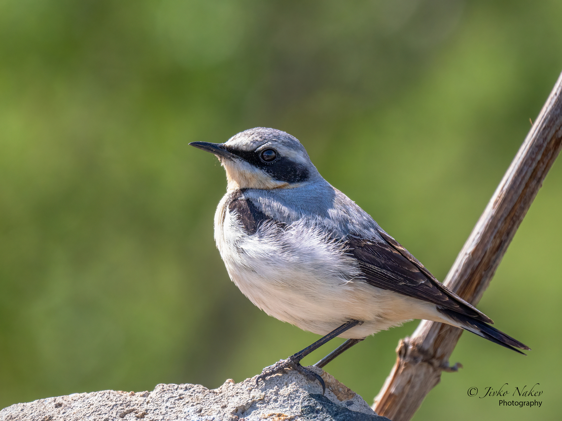 Northern wheatear - Oenanthe oenanthe  Animal,Animalia,Aves,Bird,Bulgaria,Chordata,Europe,Geotagged,Mramor,Muscicapidae,Northern wheatear,Oenanthe oenanthe,Passeriformes,Passerine,Sofia,Spring,Wildlife