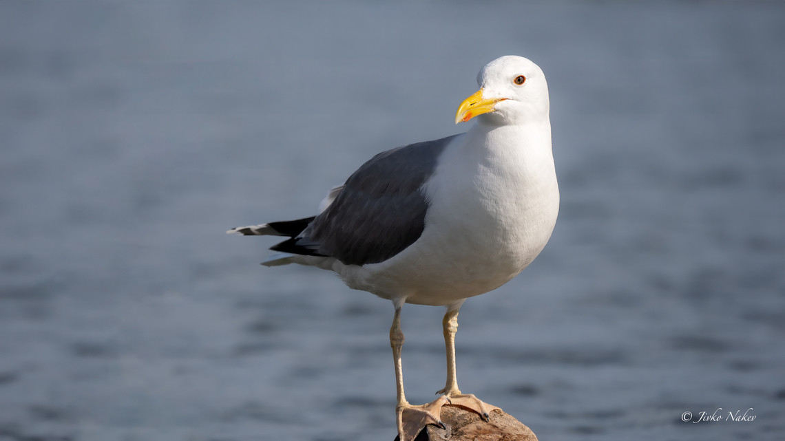 Caspian gull - Larus cachinnans  Animalia,Aves,Caspian gull,Charadriiformes,Chordata,Danube delta biosphere reserve,Europe,Geotagged,Laridae,Larus cachinnans,Romania,Spring,Wildlife