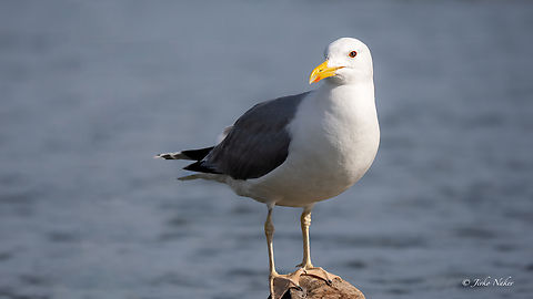 Caspian gull - Larus cachinnans  Animalia,Aves,Caspian gull,Charadriiformes,Chordata,Danube delta biosphere reserve,Europe,Geotagged,Laridae,Larus cachinnans,Romania,Spring,Wildlife