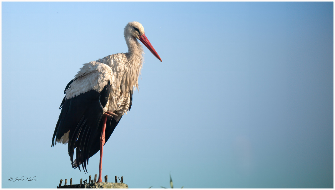 White stork - Ciconia ciconia  Animalia,Aves,Chordata,Ciconia ciconia,Ciconiformes,Ciconiidae,Danube delta biosphere reserve,Europe,Geotagged,Romania,Spring,To upload,Wading birds,White Stork,White stork,Wildlife,ZVero