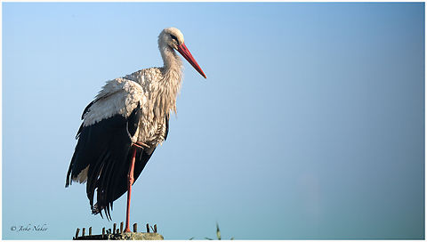 White stork - Ciconia ciconia  Animalia,Aves,Chordata,Ciconia ciconia,Ciconiformes,Ciconiidae,Danube delta biosphere reserve,Europe,Geotagged,Romania,Spring,To upload,Wading birds,White Stork,White stork,Wildlife,ZVero