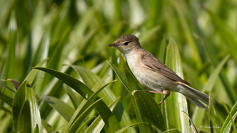 Eurasian Reed Warbler - Acrocephalus scirpaceus Блатно шаварче Acrocephalidae,Acrocephalus scirpaceus,Animalia,Aves,Chordata,Danube delta biosphere reserve,Eurasian Reed Warbler,Geotagged,Passeriformes,Passerine,Romania,Spring,Wildlife,Блатно шаварче