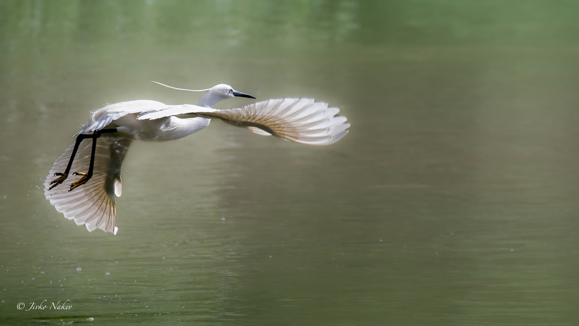 Little egret - Egretta garzetta  Animalia,Ardeidae,Aves,Chordata,Danube delta biosphere reserve,Egretta garzetta,Europe,Geotagged,Little Egret,Little egret,Pelecaniformes,Romania,Spring,Wildlife