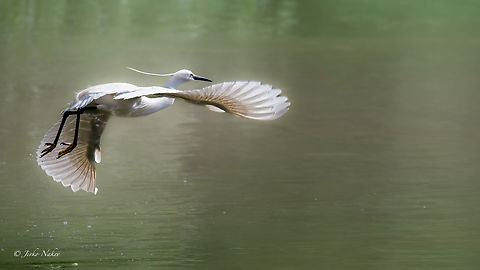 Little egret - Egretta garzetta  Animalia,Ardeidae,Aves,Chordata,Danube delta biosphere reserve,Egretta garzetta,Europe,Geotagged,Little Egret,Little egret,Pelecaniformes,Romania,Spring,Wildlife