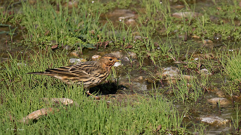 Red-throated pipit - Anthus cervinus Червеногуша бъбрица

This bird breeds in the northern parts of Europe and is rarely seen in Bulgaria - only during spring and autumn migration. They do not stay long in one place, rest a few hours and move on. So it is great luck to see and photograph them. Exactly 4 years ago I photographed them in the same place, only in spring. Animalia,Anthus cervinus,Aves,Bulgaria,Chordata,Europe,Fall,Geotagged,Motacillidae,Mramor reservoir,Passeriformes,Passerine,Red-throated pipit,Sofia,Wildlife,Червеногуша бъбрица