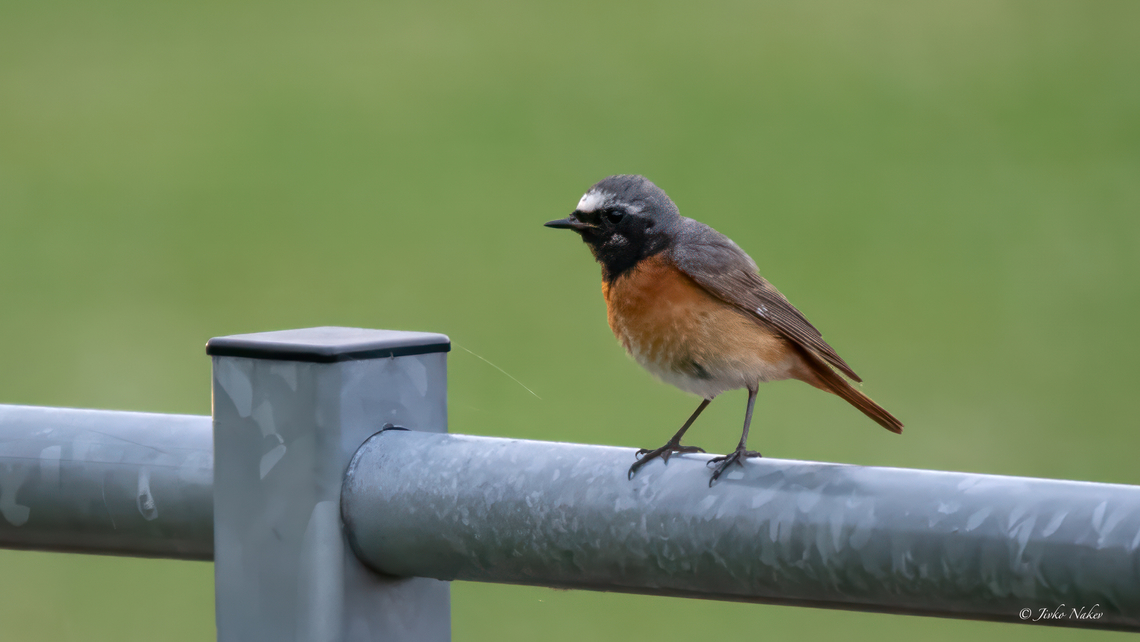 Common redstart - Phoenicurus phoenicurus Градинска червеноопашка Animalia,Aves,Chordata,Common Redstart,Common redstart,Denmark,Geotagged,Muscicapidae,Passeriformes,Passerine,Phoenicurus phoenicurus,Summer,Wildlife
