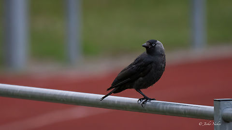 European Jackdaw - Coloeus monedula Чавка Animalia,Aves,Chordata,Coloeus monedula,Corvidae,Corvus monedula,Denmark,Europe,European jackdaw,Geotagged,Passeriformes,Passerine,Summer,Western Jackdaw,Western jackdaw,Wildlife