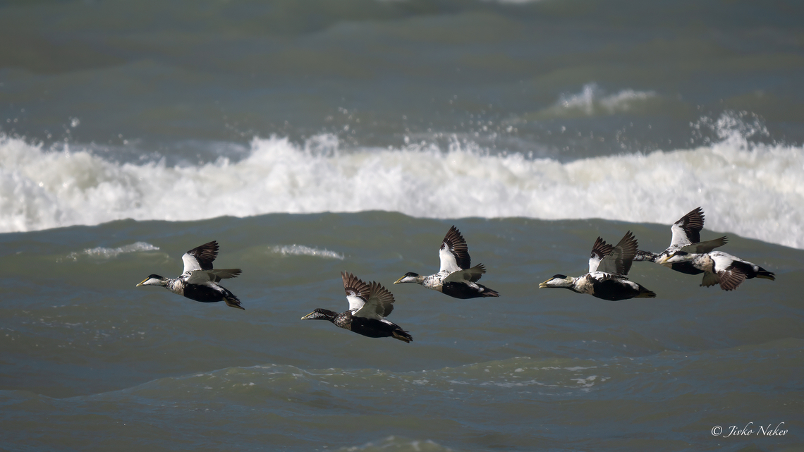 Common Eiders - Somateria mollissima Обикновена гага Anatidae,Animalia,Anseriformes,Aves,Chordata,Common Eider,Common eider,Denmark,Europe,Geotagged,Somateria mollissima,Spring,Wildlife,Обикновена гага