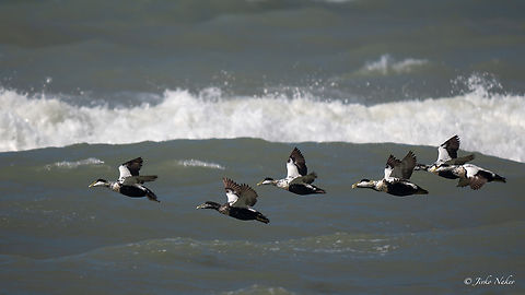 Common Eiders - Somateria mollissima Обикновена гага Anatidae,Animalia,Anseriformes,Aves,Chordata,Common Eider,Common eider,Denmark,Europe,Geotagged,Somateria mollissima,Spring,Wildlife,Обикновена гага