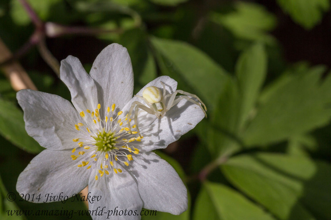 Goldenrod Crab Spider - Misumena vatia Captured in Vitosha mountain, Bistrishko braniste nature reserve. Bulgaria,Geotagged,Goldenrod crab spider,Misumena vatia,anemone,arachnida,araneae,arthropoda,flower crab spider,misumena vatia,nature