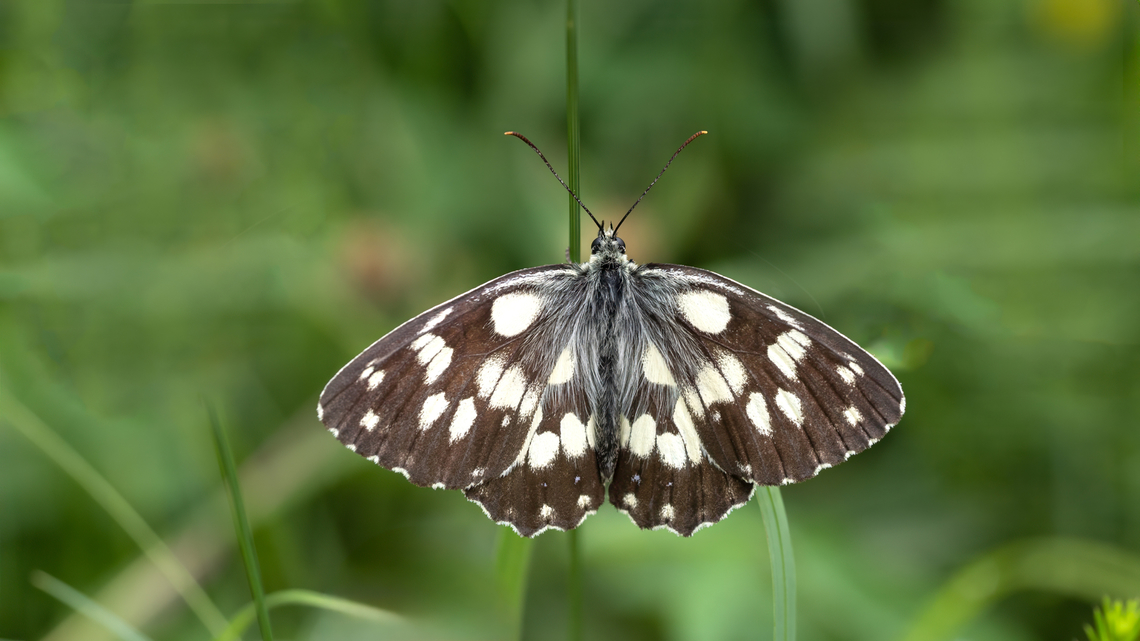 Brush-footed butterfly - Melanargia galathea  Animalia,Antenna,Arthropoda,Brush-footed butterfly,Bulgaria,Butterfly,Close-up,Closeup,Geotagged,Insecta,Lepidoptera,Macro,Marbled White,Melanargia galathea,Nymphalidae,Papilionoidea,Summer,Wildlife,Wings