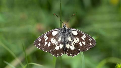 Brush-footed butterfly - Melanargia galathea  Animalia,Antenna,Arthropoda,Brush-footed butterfly,Bulgaria,Butterfly,Close-up,Closeup,Geotagged,Insecta,Lepidoptera,Macro,Marbled White,Melanargia galathea,Nymphalidae,Papilionoidea,Summer,Wildlife,Wings