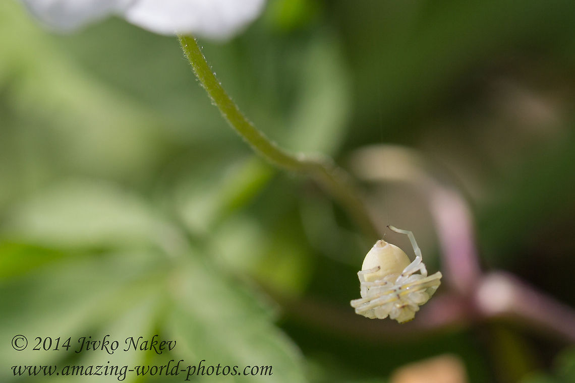 Goldenrod Crab Spider - Misumena vatia Captured in Vitosha mountain, Bistrishko braniste nature reserve. Bulgaria,Geotagged,Goldenrod crab spider,Misumena vatia,anemone,arachnida,araneae,arthropoda,flower crab spider,misumena vatia,nature,spinneret